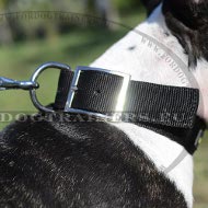 Leather Dog Collar with Braid and Rivets