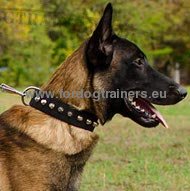 Collare in nylon con borchie a piramide per Malinois