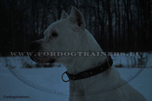 Collier en cuir tress pour chien molosse