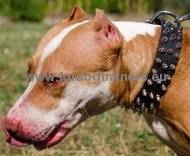 Pitbull Lederen 3 rijen spikes halsband