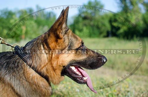 Braided collar for German Shepherd nice look