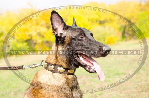 Collier luxe en cuir et laiton pour Malinois