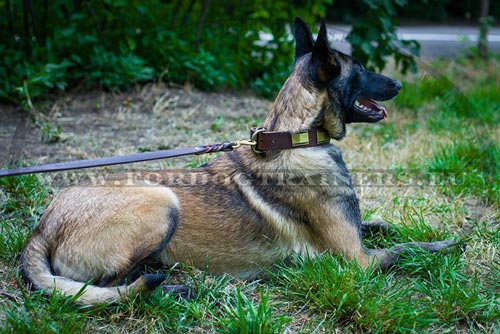 Handcrafted Leather Dog Collar for Malinois
