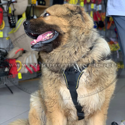 Comfy Nylon Dog Harness for Mastiff
