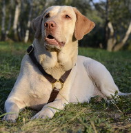 Teaching Dogs Command Down