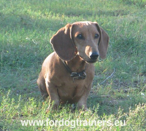 Alimentation pour chien senior Tackel