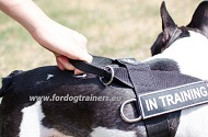 Nylon Harness with Patches for Small Dog