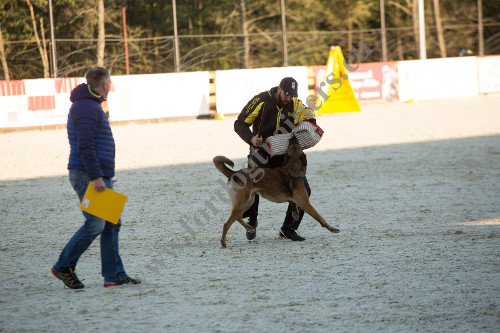Costume de protection pour entraînement du chien