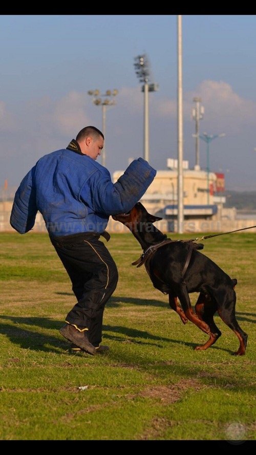 Harnais de formation en cuir robuste pour Dobermann