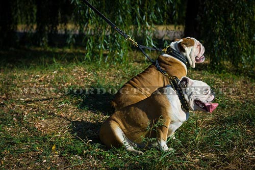 Leather Leash for Two English Bulldogs