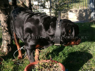 Collier de chien en cuir avec poigne pour Rottweiler