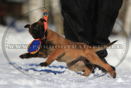 Malinois con riporto da mordere in Tela Francese