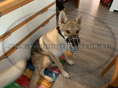 Czechoslovakian Wolf Dogs Wire Muzzle