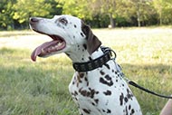 Dalmatian Hundehalsband aus Leder exklusiv