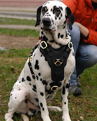 Pettorina da lavoro in vero cuoio per Dalmata