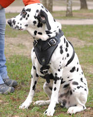 Hundegeschirr aus Leder H1 für Dalmatian