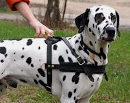 Leather Dog Harness for Tracking