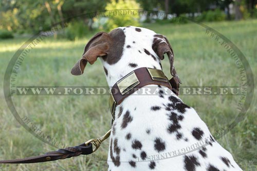 Dalmatian Hundehalsband aus echtem Leder