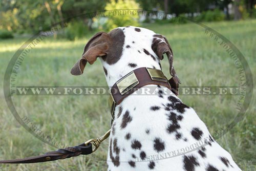 Dalmatian Collar of Brown Leather