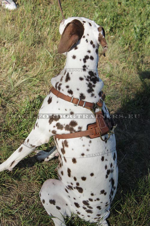 Dog Harness for Walking