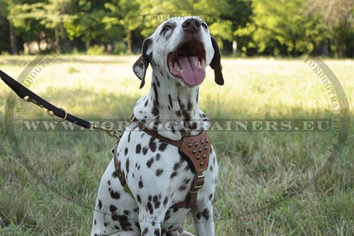 Leather Leash for Dalmatian Walking