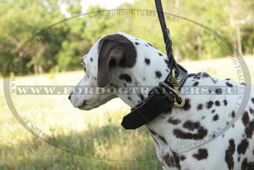 Genuine Leather Dog Lead for Medium Dog