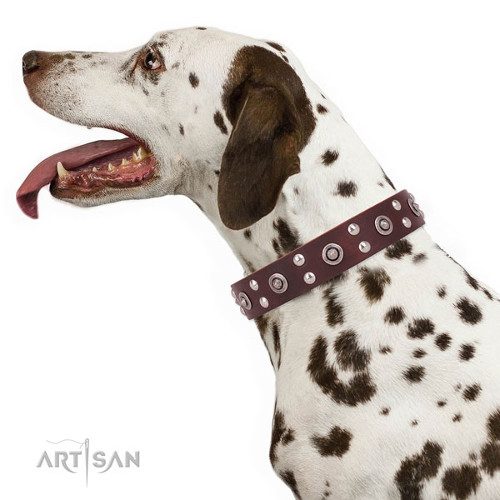Brown Leather Collar for Dalmatian