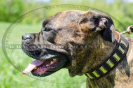 Decorated Leather Collar Boxer