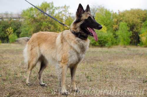 Braided Collar for Belgian Shepherd