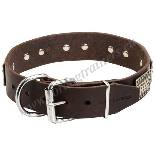 Walking Dog Collar with Nickeled Ornamentation