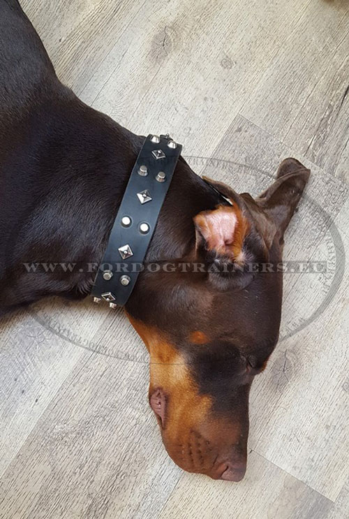 Guard Dog Decorated Leather Collar