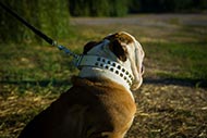 White Collar with Studs White Leather Dog Collar