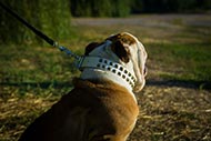 Collier en cuir blanc pour Bouledogue anglais