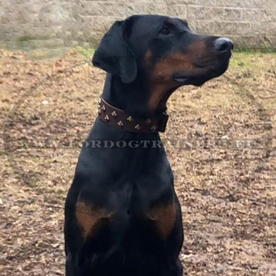 Elegant Leather Dog Collars for Doberman