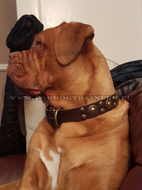Leather Dog Collar Studded for Big Dog