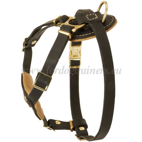 Large Dog
Harness with Adjustable Straps