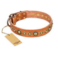 Tan Studded Leather Collar
with Brass Studs Tan Leather Dog Collar