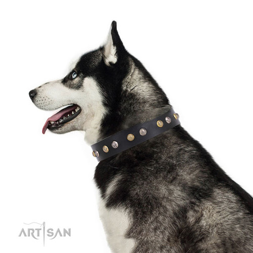 Buy a Collar for Husky