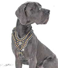 Royal Style Studed Dog Harness for Great Dane Decorated Dog Harness Best for Great Dane