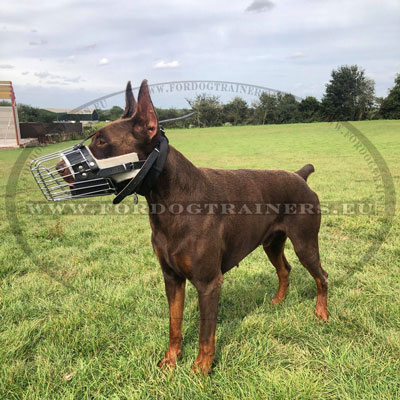 Doberman Dog Muzzle Wire Basket with Thick Padding