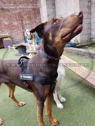 Leather collar for training with German
Shepherd