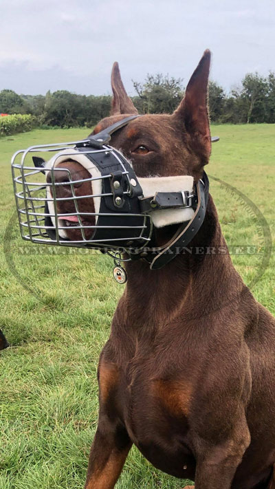 Dog Muzzle for Doberman Pinscher Adjusted