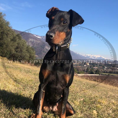 Leather Dog Collar Doberman Walking