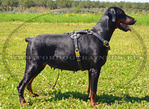 Police Dog Leather Harness