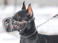 Doberman hand painted leather dog muzzle "Wire"