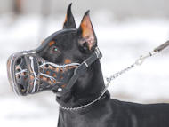 Handbeschilderd lederen muilkorf voor de hond Doberman