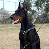 Doberman de lujo hechos a mano Arns de cuero de gran H7