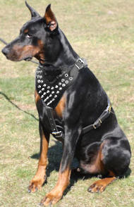Doberman Spiked leather dog harnesses H9