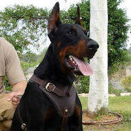 Leather harness for strong Doberman