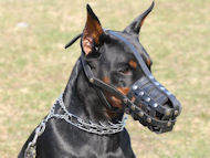 Leather muzzle for strong dog